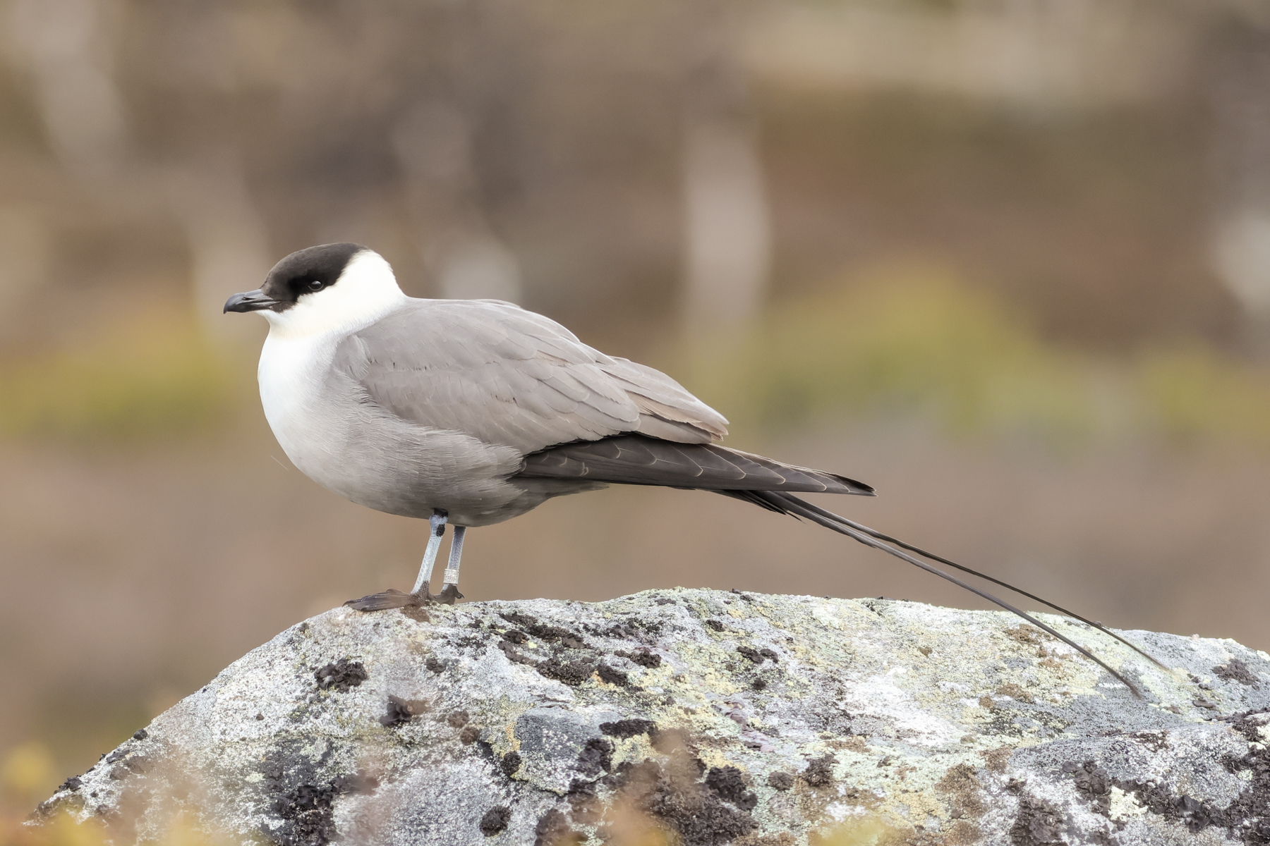Long-tailed Skua (image by Hannu Jännes)