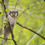 Northern Hawk Owl (image by Hannu Jännes)