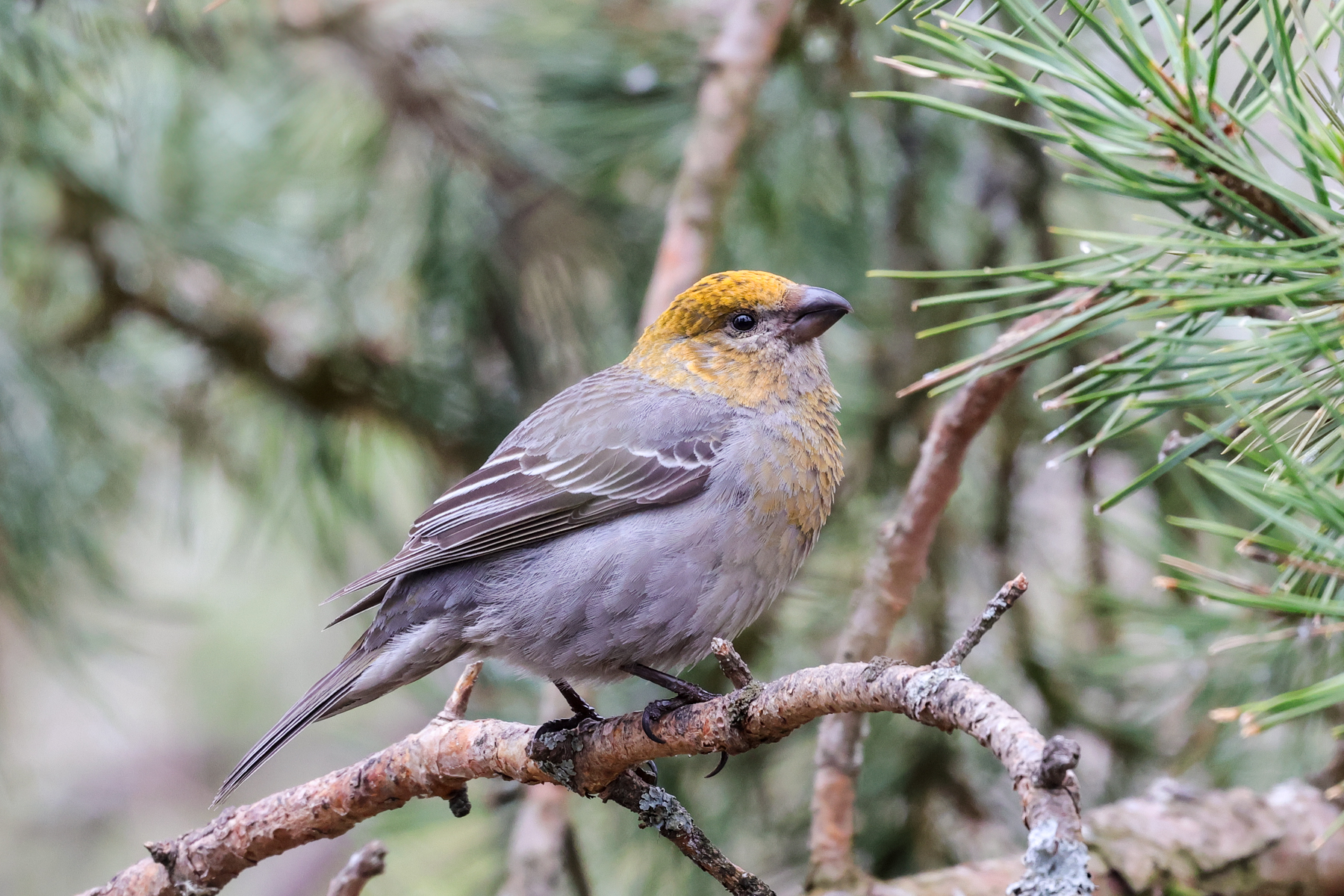 Pine Grosbeak (image by Hannu Jännes)