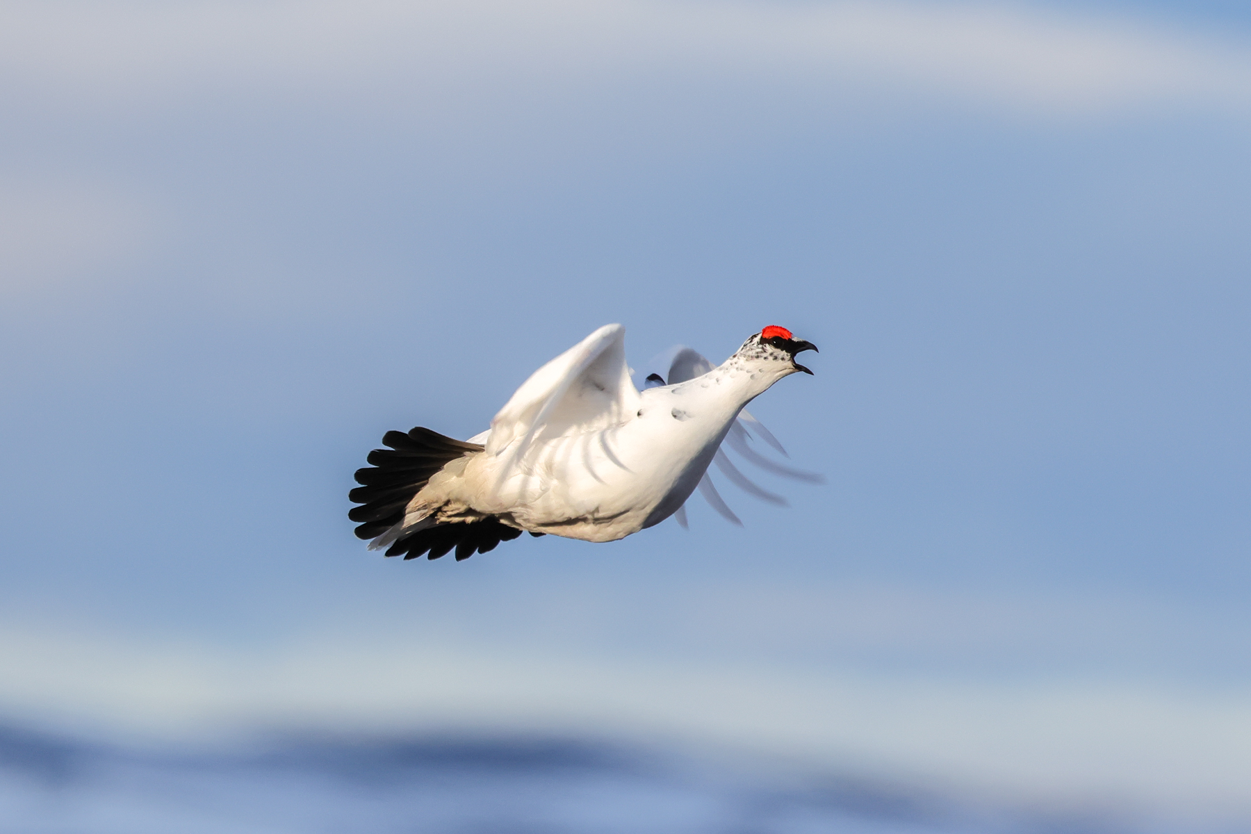 Rock Ptarmigan (image by Hannu Jännes)