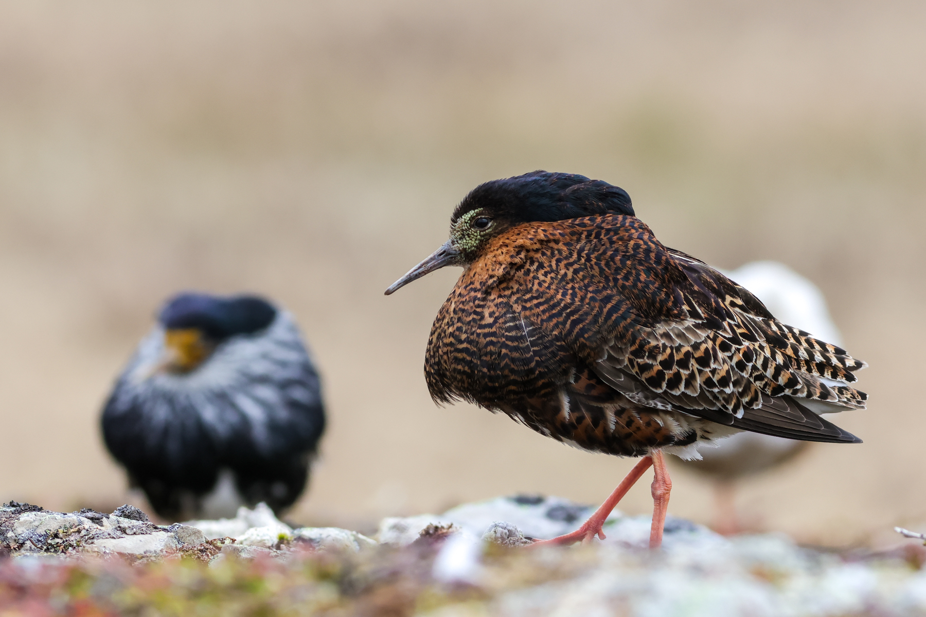 Ruffs (image by Hannu Jännes)