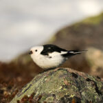 Snow Bunting (image by Hannu Jännes)