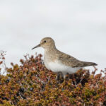 Temminck's Stint (image by Hannu Jännes)