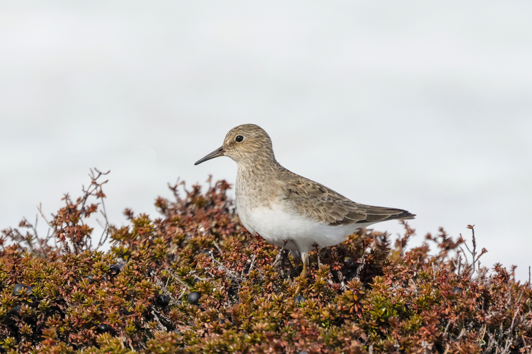 Temminck's Stint (image by Hannu Jännes)