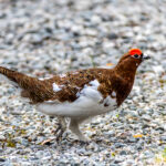 Willow Ptarmigan (image by Aaron Budgor)