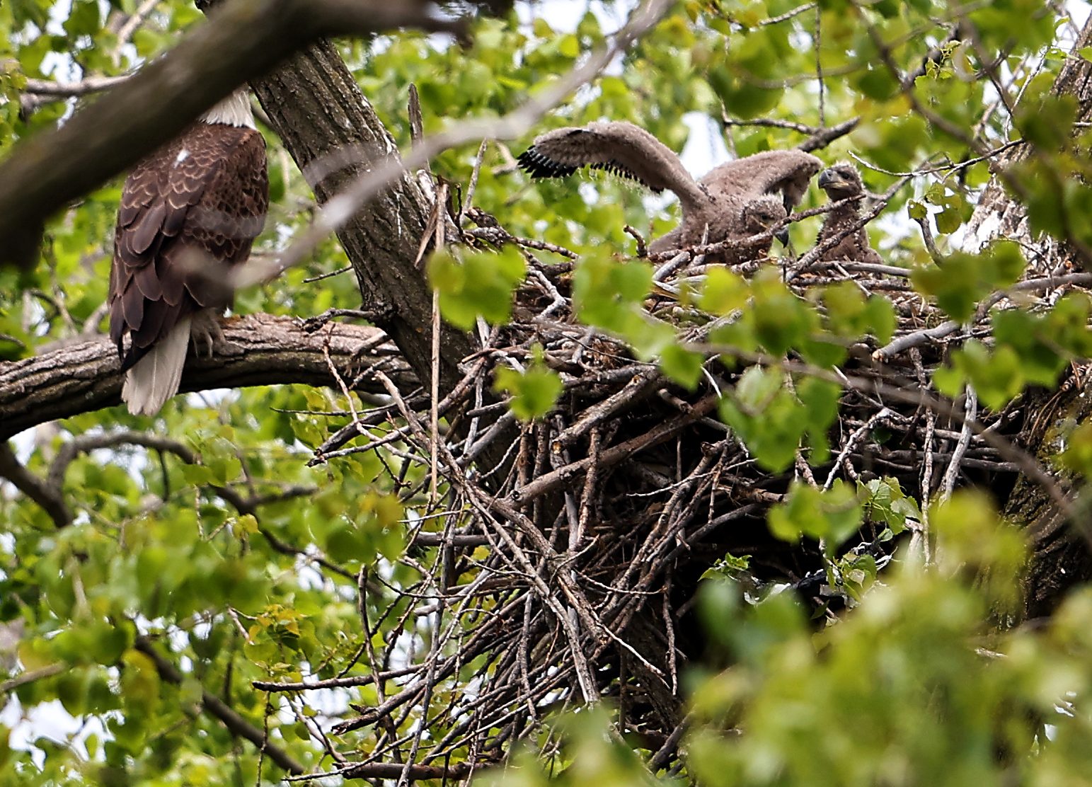 Two bald eagle eaglets in their nest, right, in Chicago’s South Deering neighborhood while an adult eagle stands watch on May 7, 2026. (Chris Sweda/Chicago Tribune)