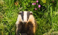 Badger
