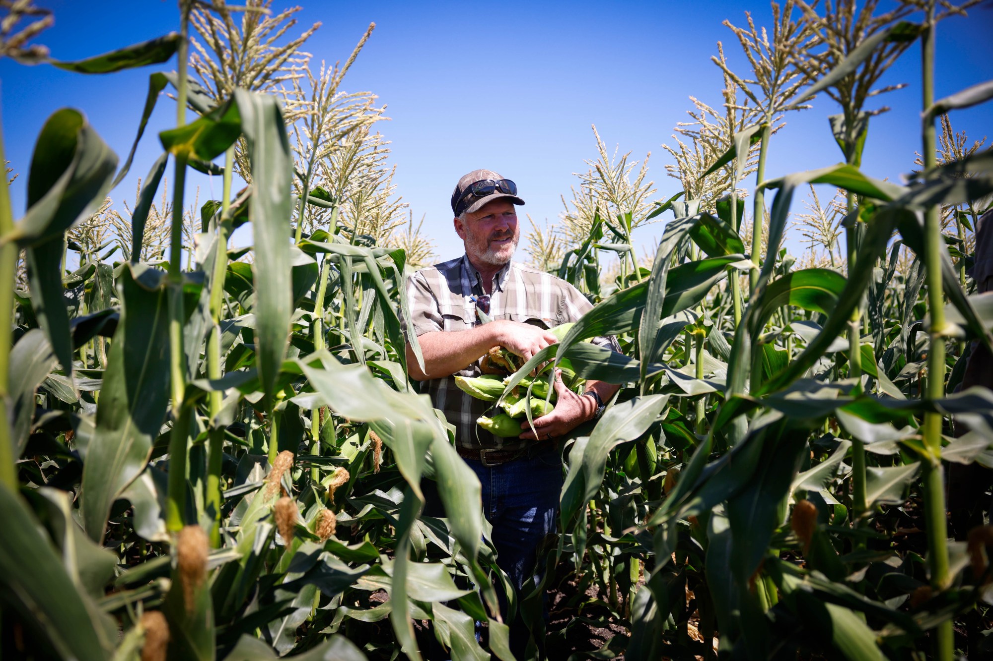 Paul Mirassou, farmer and partner at B&T Farms, walks through rows of corn at B&T Farms in Gilroy, Calif., on Wednesday, June 24, 2026.  (Shae Hammond/Bay Area News Group)
