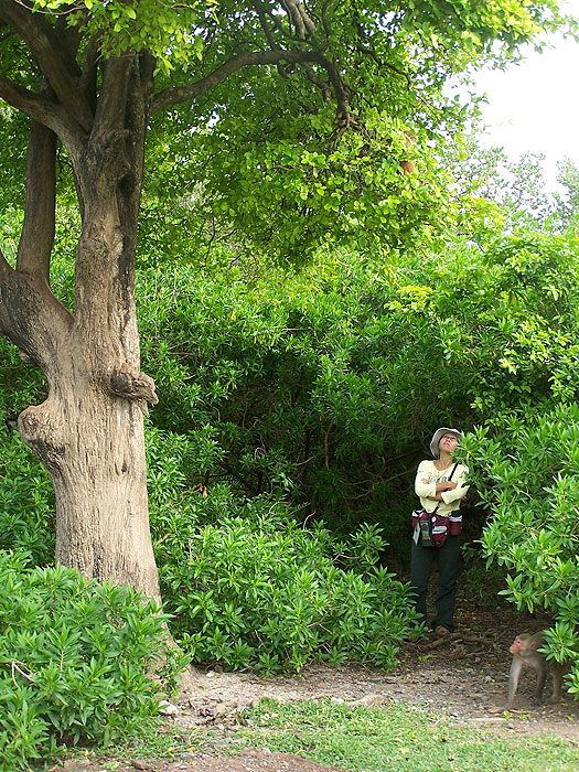 near-the-mangroves.jpg  