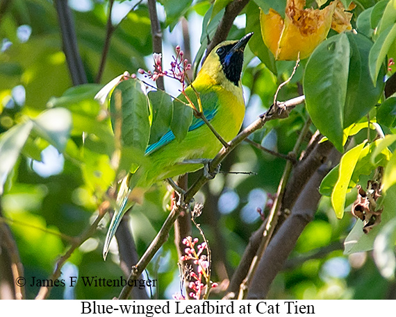 Blue-winged Leafbird - &copy; James F Wittenberger and Exotic Birding LLC