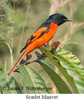 Scarlet Minivet - &copy; James F Wittenberger and Exotic Birding LLC
