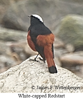 White-capped Redstart - &copy; James F Wittenberger and Exotic Birding LLC
