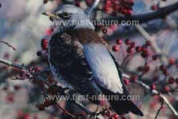 Fieldfare