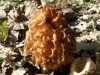 Morchella esculenta