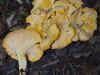 Cantharellus cibarius