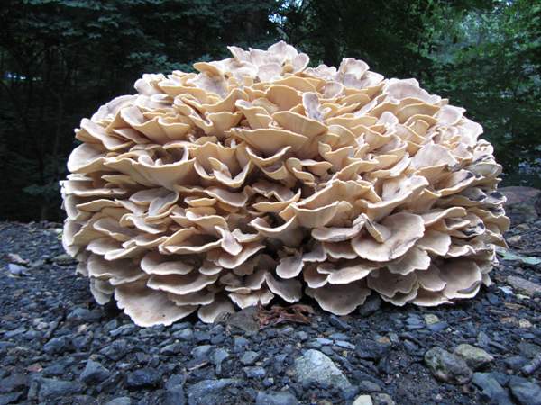 Meripilus sumstinei, copyright Al Gratrix
