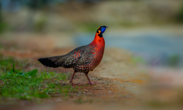 birding_tours_in_ bhutan