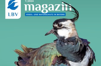 Cover LBV Magazin 01/2024 mit einem Kiebitz