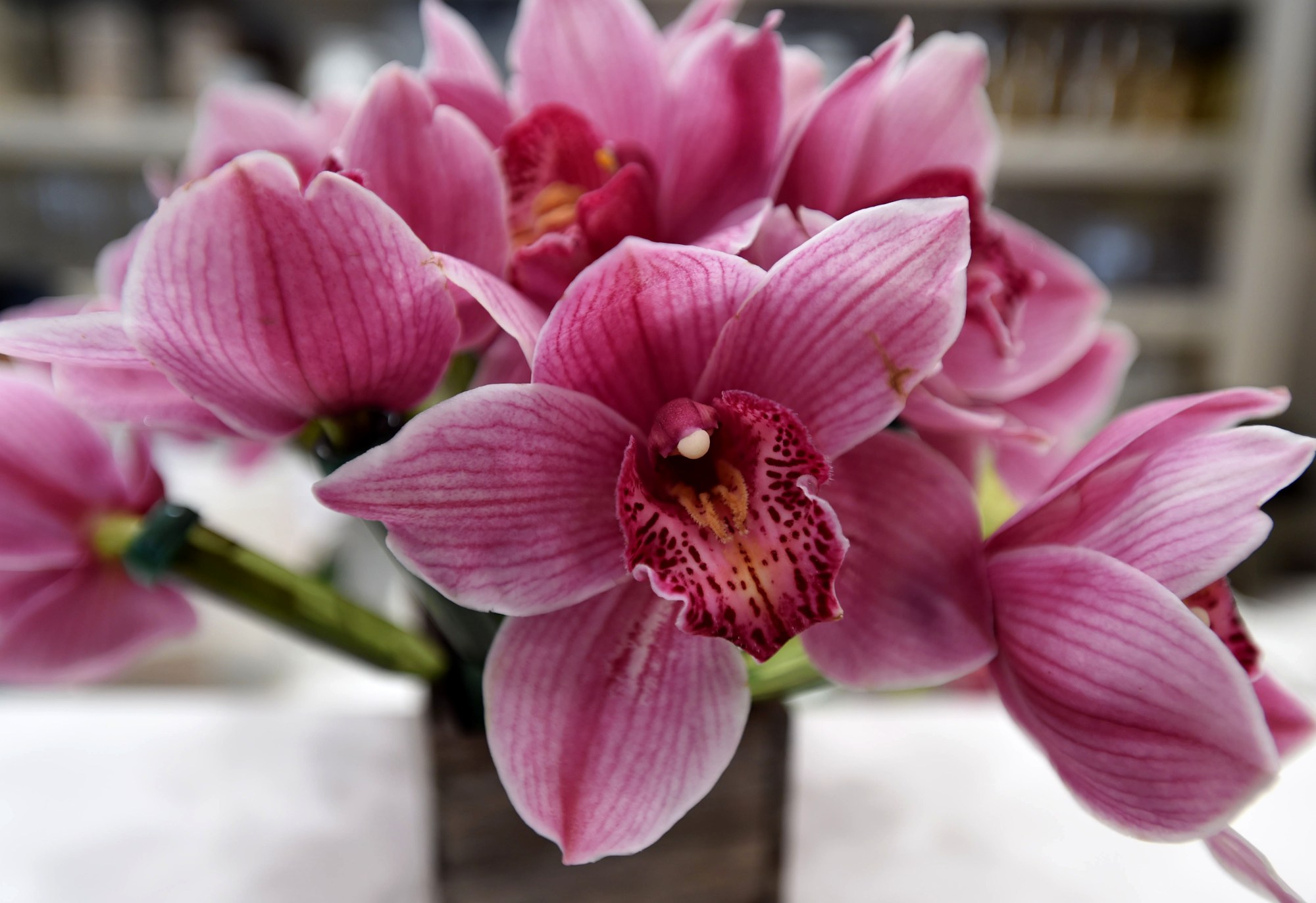 Cymbidium Orchids at Rolling Hills Flower Mart, in Redondo Beach on Thursday, May 7, 2020. (Photo by Brittany Murray, Press-Telegram/SCNG)
