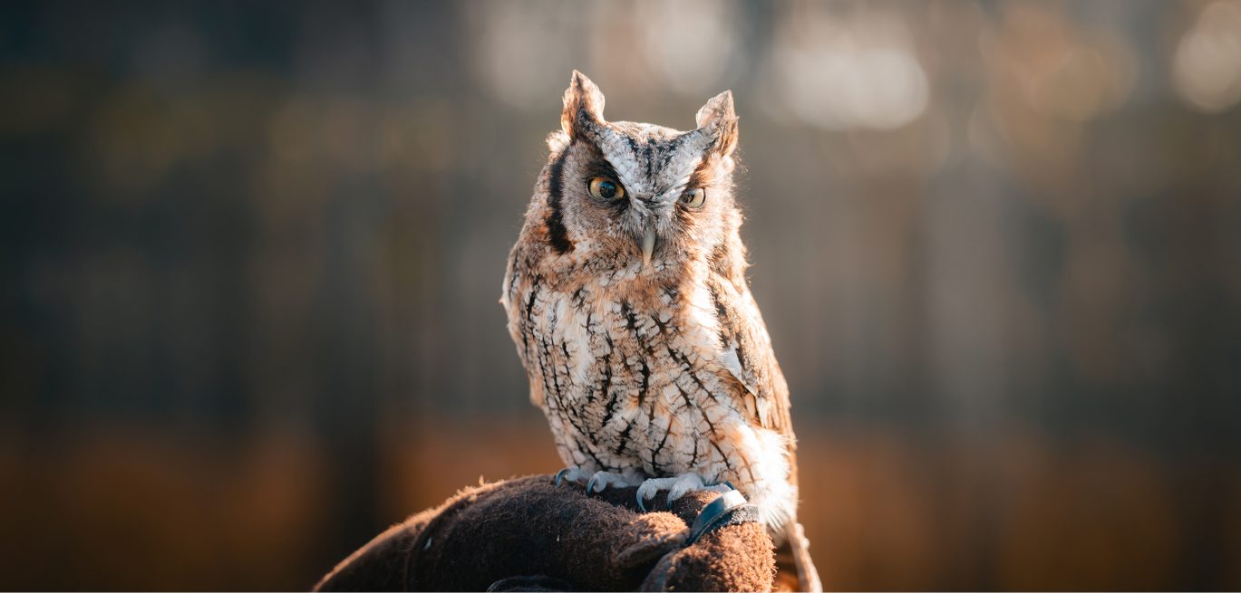Barn owl