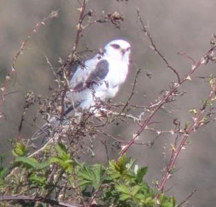 Cowlitz County Bird List - 2026 April Update