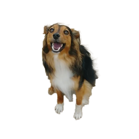 kenjiO