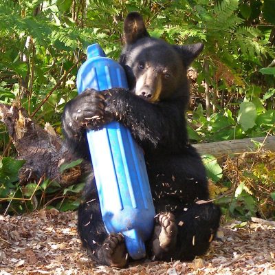 Lucky-with-enrichment-toy-20070829