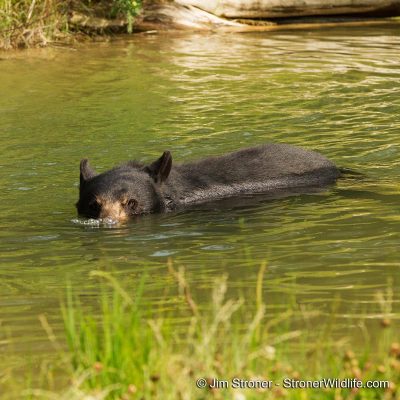 Lucky-blowing-bubbles-IMG_1838-20140802-Stroner