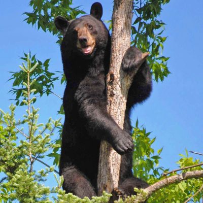 Lucky-high-in-a-tree-20150415