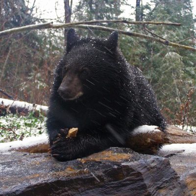 Lucky-in-Snow-20071105