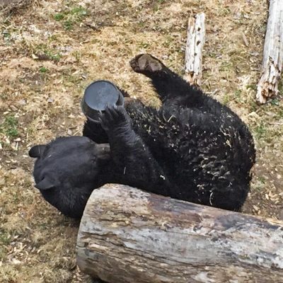 Lucky-playing-with-tub-20150416