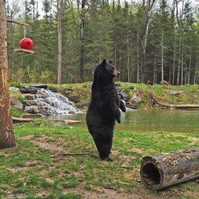 Lucky-standing-tall-20150514