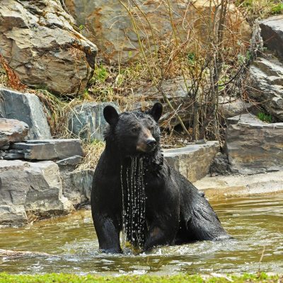 Lucky-takes-a-bath-20130508