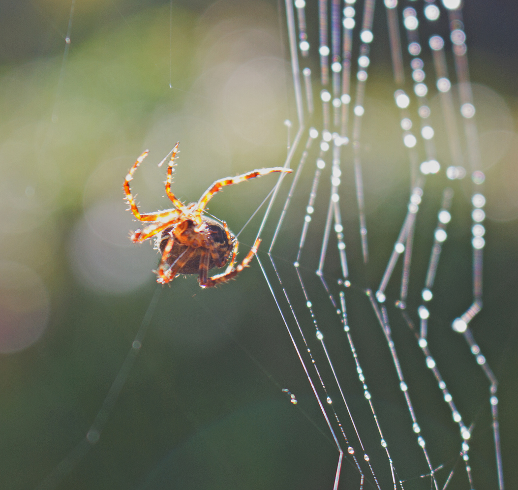article-image-webassembly-trick-or-treat