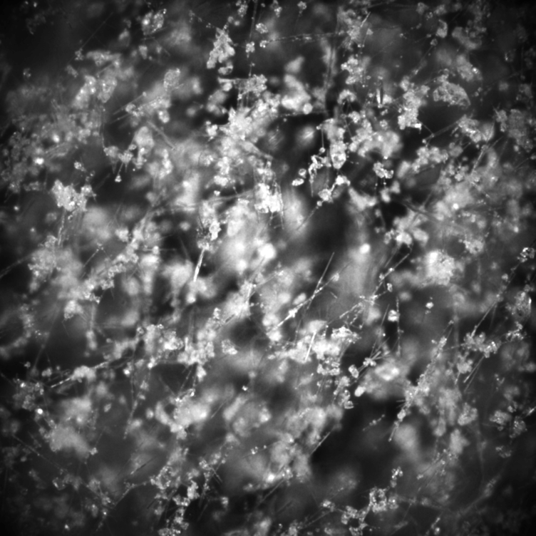 Holocene project image