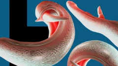 3D ilustracija crva šistozoma