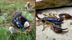 કચ્છ, ગુજરાત, વીંછીના ફાયદા, વીંછીના ખેતીને ફાયદા, જંતુનાશક, બીબીસી ગુજરાતી, ગુજરાતમાં ખેતી