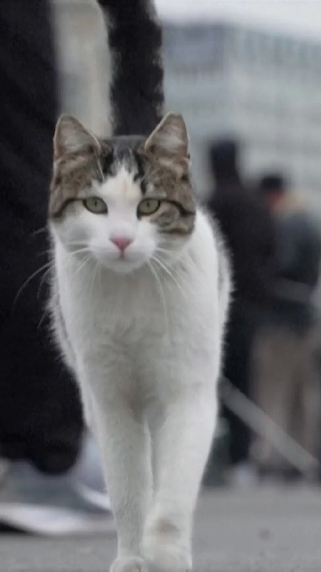 Na ulicama najvećeg turskog grada živi oko 160.000 mačaka koje pazi 16 miliona stanovnika.