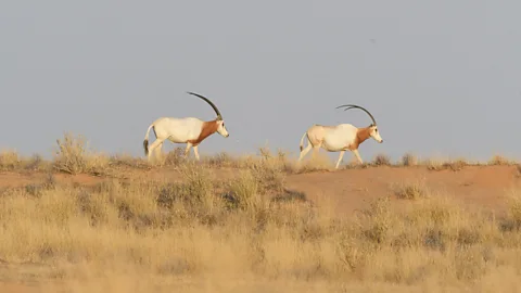Two scimitar-horned oryx walk on the horizon of a dry grassy landscape (Credit: Sahara Conservation)