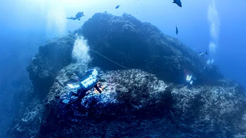 Galapagos sharks and silky sharks gather near an underwater baited camera (Credit AIG Conservation Dept)