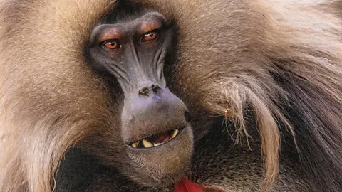 A close-up of a wild male Gelada baboon in the Simian mountains, Ethiopia (Credit: Alamy)