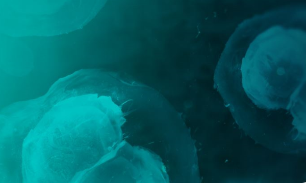 Springer Nature Experiments