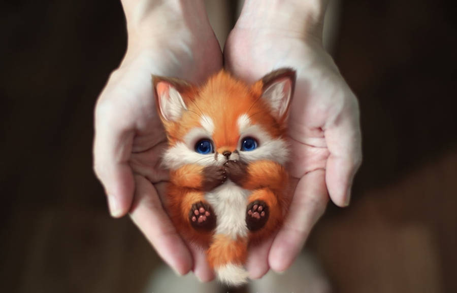 Baby Fox Wallpaper