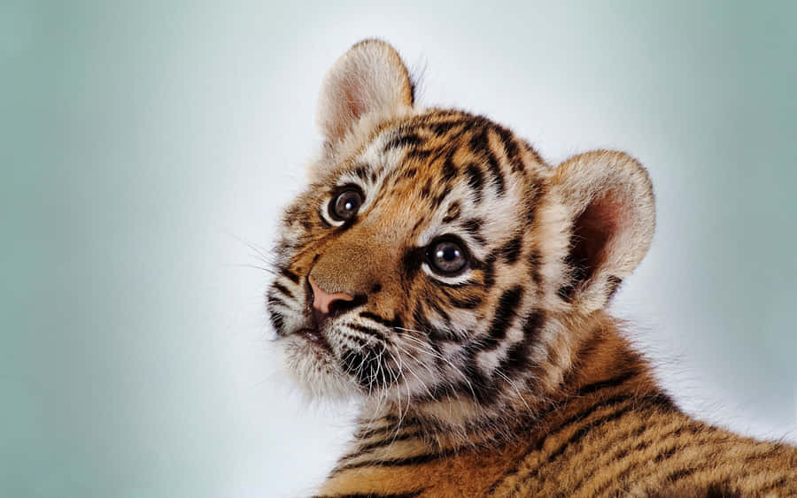 Baby Tiger Background Photos