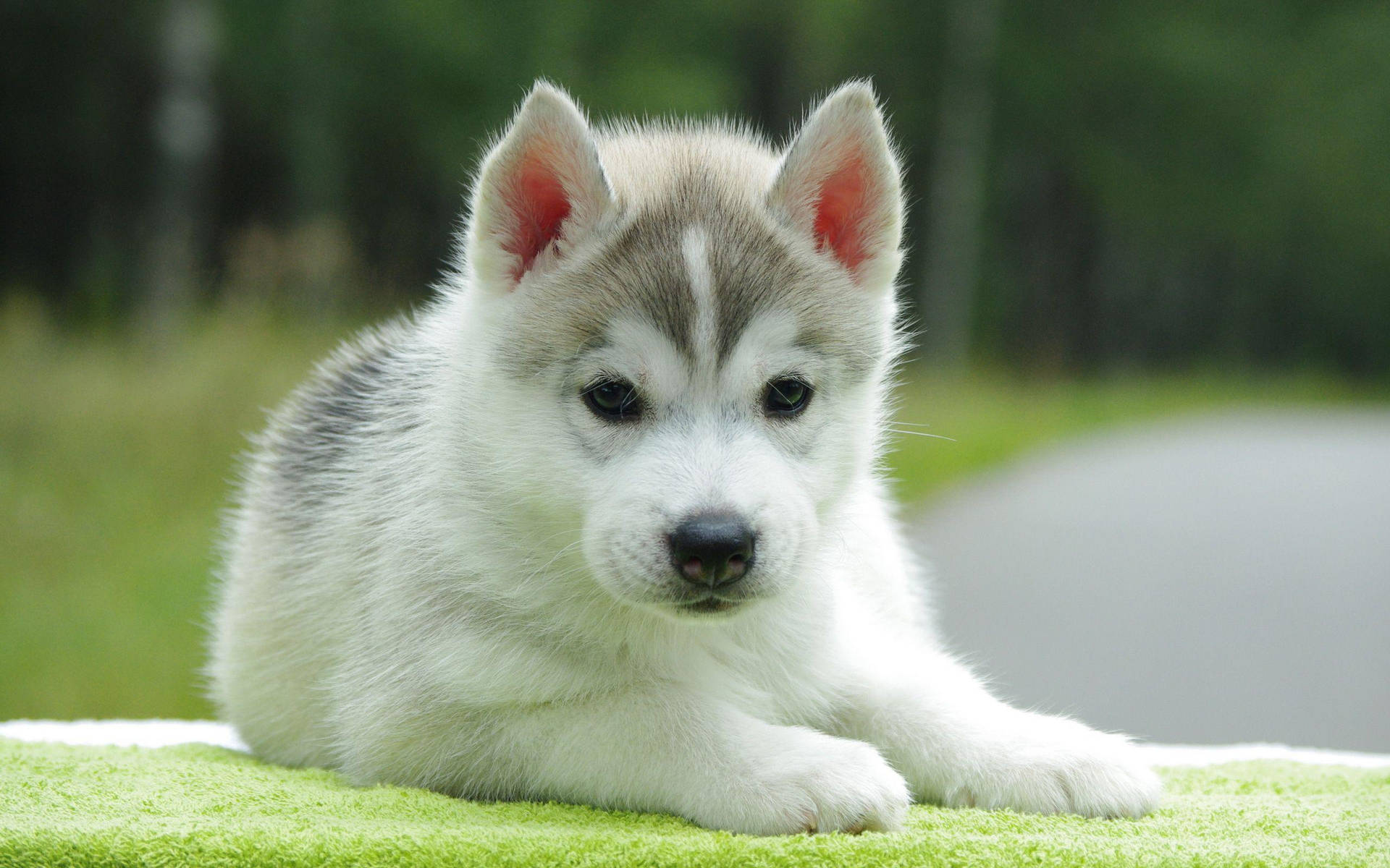 Cute Puppy Background Photos