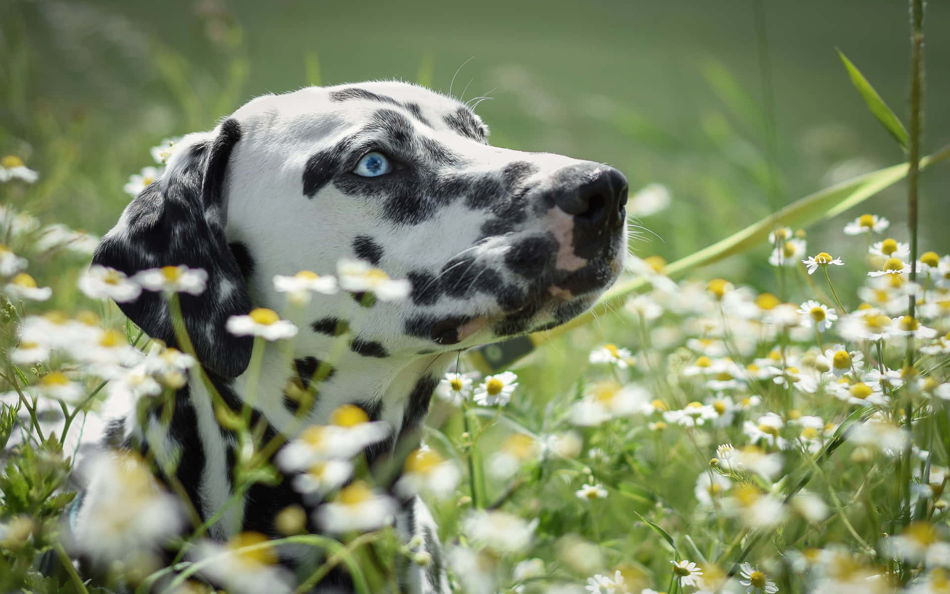 Dalmatian Background Photos