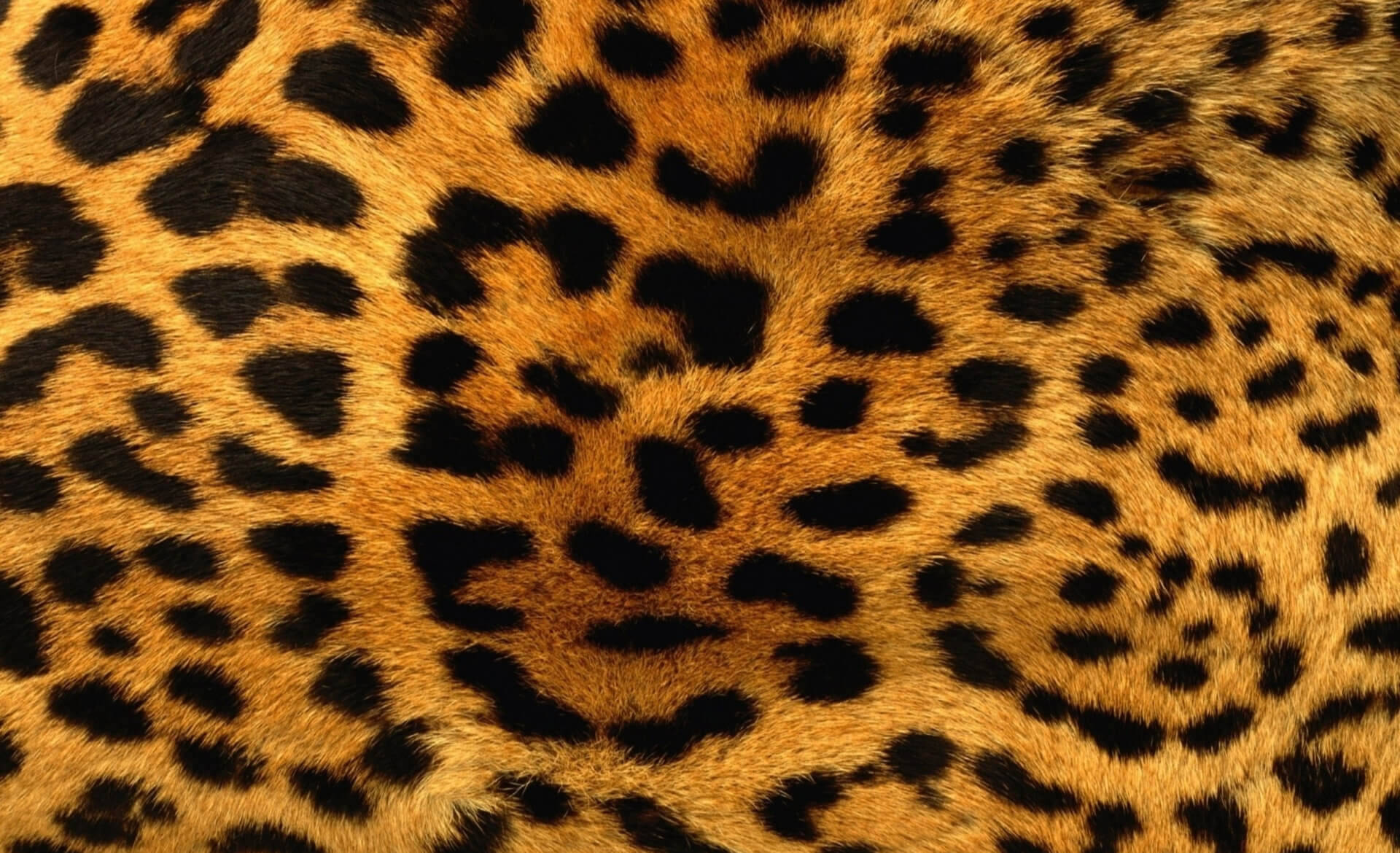 Estampado De Leopardo Fondo de pantalla