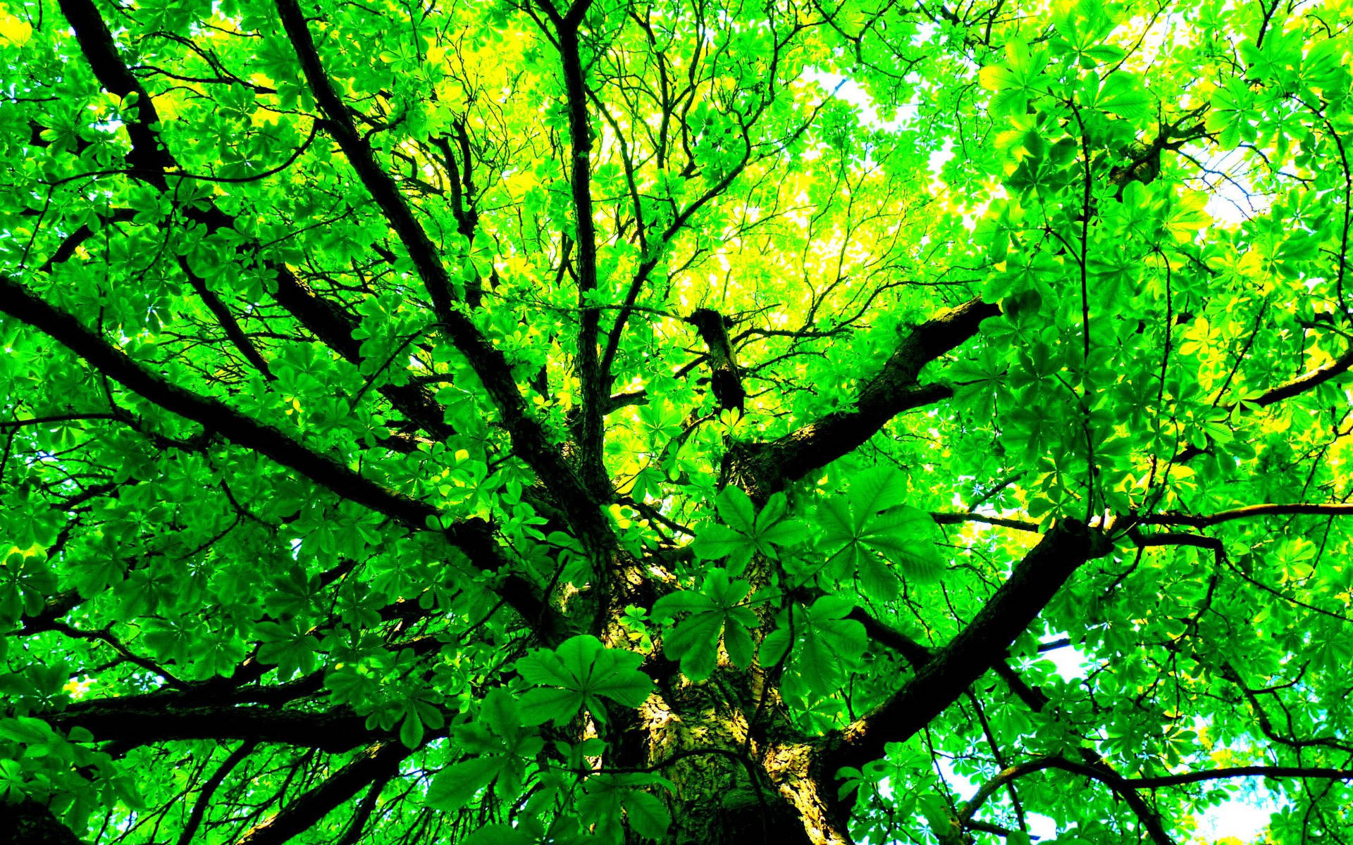 Green Tree Wallpaper
