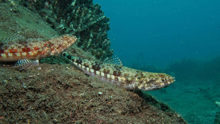 Lizardfish Wallpaper