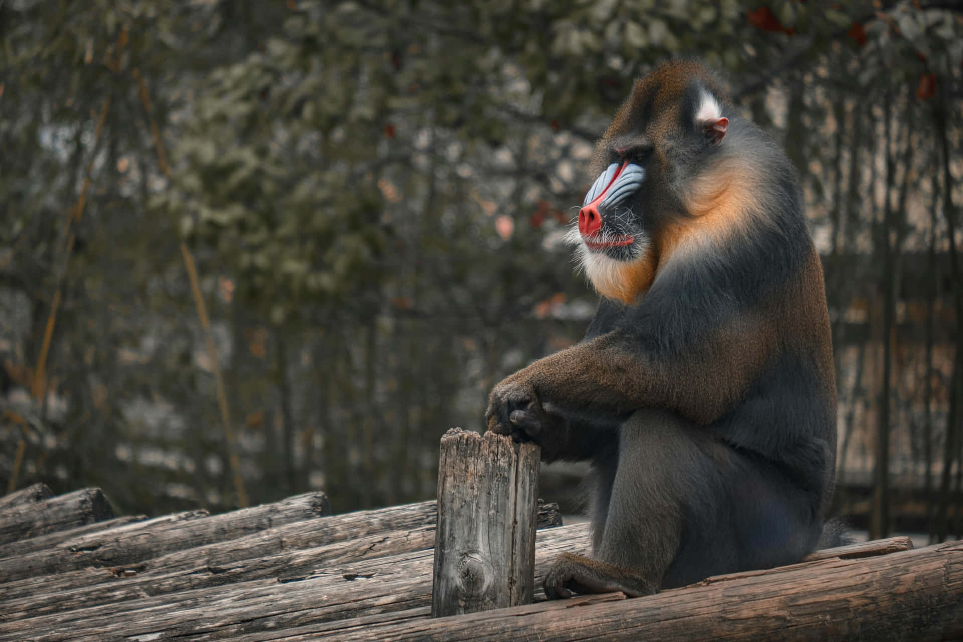 Mandrill Wallpaper